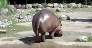 Hippo releases giant fart – clip now seen by over 23 million people