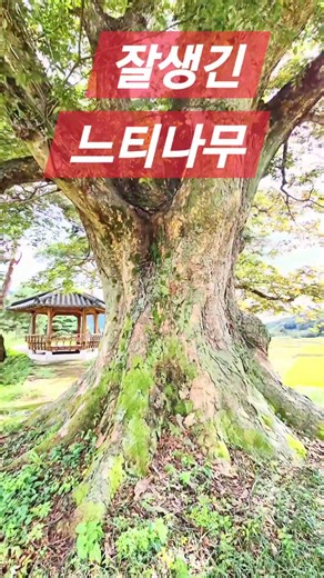 handsome zelkova tree