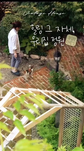 마당에만 나가면 시간 가는 줄 모르는 이유 🏡 (ft. 길냥이 애교) #50대브이로그 #단독주택라이프 #감성브이로그 #스튜디오사공