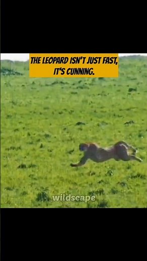 Leopard vs impala: The Smartest Killer in the Wild?