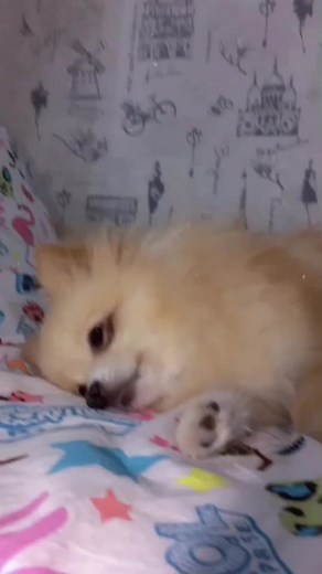 Буся Шпиц: Очаровательный Взгляд на Собаку