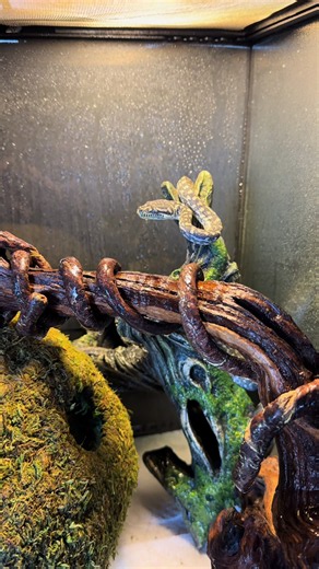 Baby carpet python I just rehomed #carpetpython #python #snake #noodles #fyp