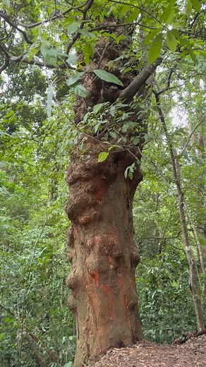2.7K views · 36 reactions | A 200-year-old jackfruit tree in Silent Valley National Park is known to still produce fruit for wildlife like elephants, birds, and the endangered Lion-tailed Macaque. | Jabi Jabir | Facebook