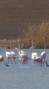 40K views · 601 reactions | Dancing Flamingos #dancing #flamingo #nature #wildlife #birds #beautiful #dance #cute #lake HA93322 | HAWI Studios | Facebook