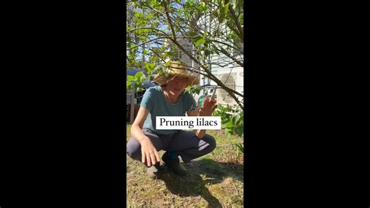 Gardening tips compilation: Pruning lilac bushes, grass & garden design
