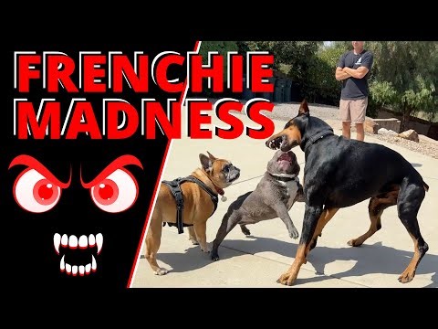 Watch as this Frenchie Makes Friends.(I misspoke, the owners have never used an ecollar on this dog)