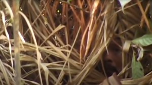 Pic shows last Amazon tribe survivor who's died after living alone in jungle