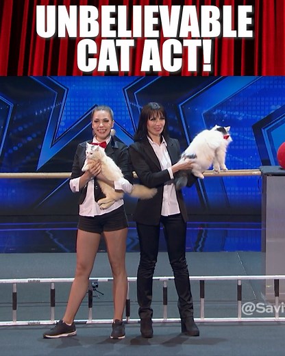 CATS Wow The Judges With New Tricks! | Amazing Auditions