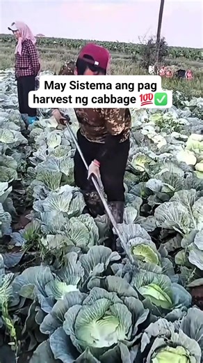 9.7K views · 12 reactions | May Sistema ang pag harvest ng cabbage #cabbage #harvester #harvesttime #vegetables | Things around blogs | Facebook