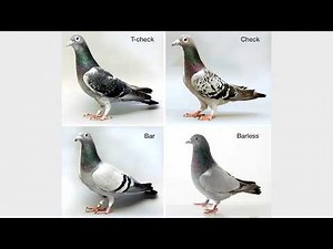 The Genetics of a Champion Racer: What Pigeon Breeders NEED to Know