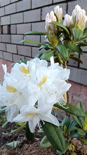 14 reactions | Rhododendron and azalea of different varieties are blossoming in a range of colours in my garden  | Mercy Satuna Vdbroek | Facebook