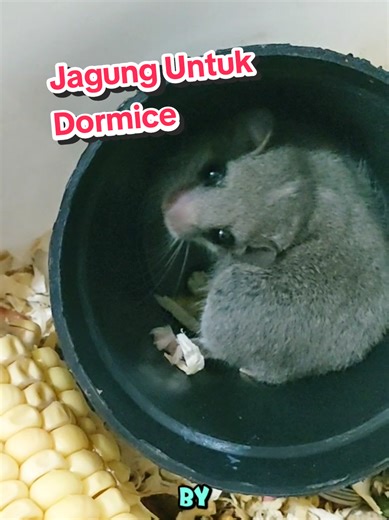 Jagung untuk Dormice: Tips Pakan Kreatif