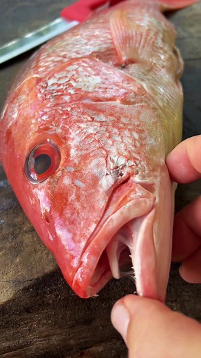 Cooking Red Snapper: Catch, Clean, and Cook Fish Videos