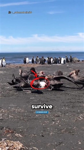 Antarctica's Most Terrifying Bird! 😱#animals