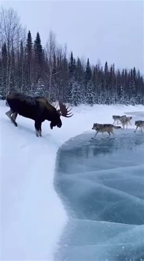 this elk is hella big 💪🏻 #wolf #wolfpack #moose #antlers #snow #prey #predator #wild #nature #pov #fyp