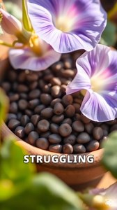 Morning Glory Growing Hack – Faster Blooms & Healthier Vines! 🌿🌸 #Gardening #MorningGlory #PlantTips #GardenHacks | RoseGo