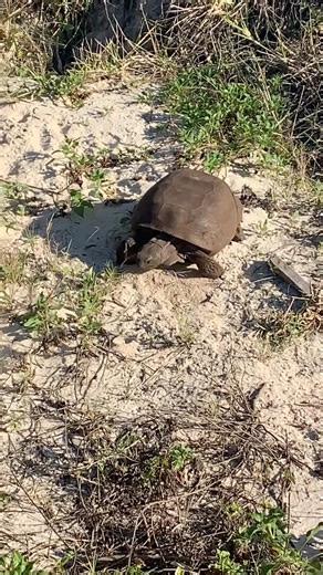 1K views · 4.3K reactions |  Happy #GopherTortoiseDay!  For 60...