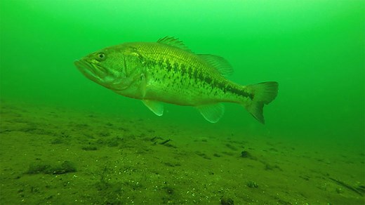 Largemouth Bass | A Comprehensive Species Guide