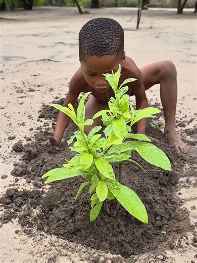 The Baobab Tree: A Symbol of Strength in Africa