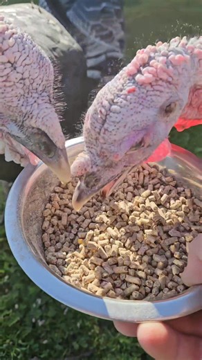 My messiest birds. A fun audio clip. | Robert Robinson