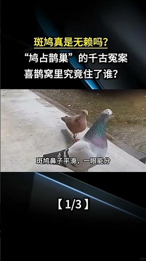 斑鳩真是無賴嗎？ “鳩佔鵲巢”的千古冤案，喜鵲窩裏究竟住了誰？#科普 #漲知識 #科普一下