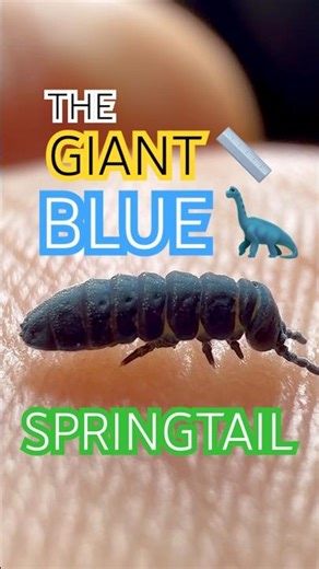 Tetrodontophora bielanensis – Europe’s Giant Springtail