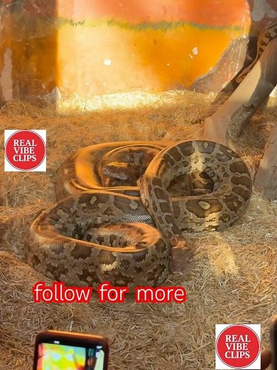 Giant Snake Encounter in Zoo 🐍 | Unbelievable Wildlife Moment!