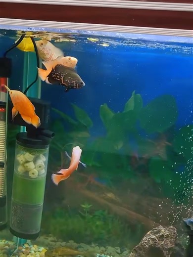 Feeding Oscar Fish: Tips and Tricks