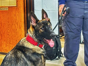 15K views · 617 reactions | Meet Jäger! The 6 month-old German Shephard is in training to become the Wonder Lake Fire Protection District’s new search and rescue dog and the only rescue dog in McHenry County. He will assist in tracking, trailing and even water rescues..... | Marcus Leshock | Facebook