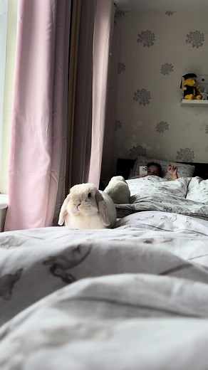 #fyp #bunniesoftiktok #rabbitsoftiktok #bunny #rabbit #foryoupage #foryou #cutebunny #petsoftiktok #petsoftiktoks #dayinthelife #minilop