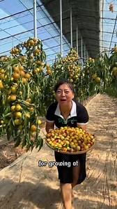 Dubbed the “candy” of the fruit world, Jujube Honey is the top choice for growing at home | SRK