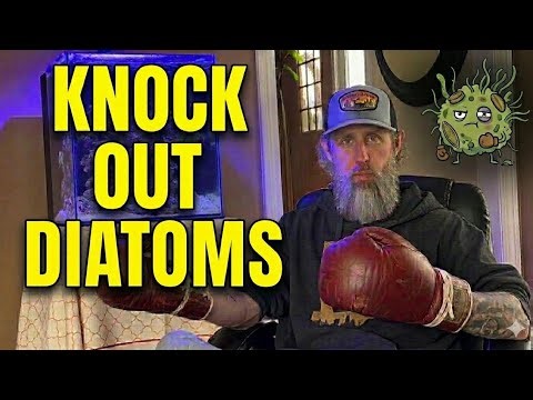 The UGLY STAGE | Why DIATOMS are taking over your Aquarium and How to get rid of them!