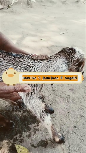 Bakri ko🐐jada joon 🕷️ hogaiti #minivlog