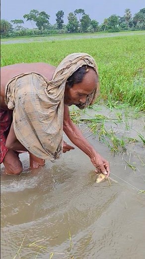 কারেন্ট জাল দিয়ে মাছ ধরা। Catching fish 🐟🐟🐟 #shorts