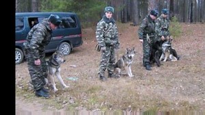 6.4K views · 53 reactions | Volkosoby - The Wolf Dog Hybrids Bred to Defend Russia's Borders Source: https://www.youtube.com/watch?v=4KyBQAeHszk | Jelena Dog Shows | Facebook
