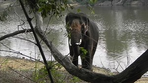 54 reactions · 17 shares | Fun Facts Friday: Elephant Diet!...