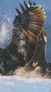 Harpy Eagle vs Grizzly Bear: Talon Showdown!