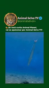 Você sabia que a barracuda é praticamente o míssil teleguiado do oceano? 🐟⚡ Com corpo alongado, aerodinâmico e dentes afiados como lâminas, ela sai do zero ao ataque em segundos. Não tem aviso, não tem segunda chance. Quando a barracuda decide agir, a natureza aperta o botão do turbo. Durante a caçada, tudo começa com os olhos — visão absurdamente afiada, capaz de detectar o menor reflexo de luz nas escamas da presa. Ela se aproxima em silêncio total… e quando o momento é perfeito, dispara. Um 
