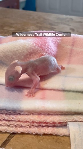 The 13 little pinkie joey opossums that I’ve had since 5/22/23 thanks to Kris Ascension rescuing them after their mom was hbc & didn’t make it. Ive had for 2 weeks today! They’re probably 6 weeks old and a lot going on at this stage.. getting hair, eye slits forming, their mouth line is opening and they’re now able to make noises sense this happened and they are starting to walk! Lots of changes! Of the 13, 3 passed away from injuries from when mom was killed and 1 passed from unknown casuses. S