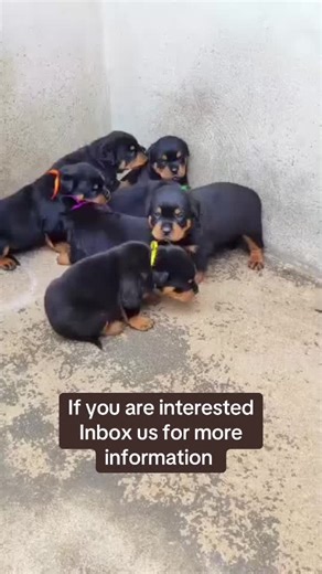 So I’m please to inform you that our pet delivery service will be handled by a team of highly experienced staff dedicated to ensuring a smooth and safe delivery. Your puppy will be brought directly to your doorstep at delivery address with the utmost care and professionalism.#rottwilerlove #puppies #pet #rottwilerpuppy #rottweilersoftiktok