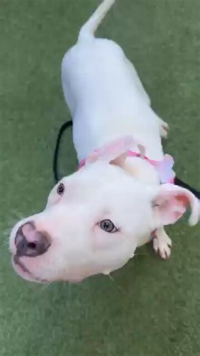🩷Pink heart on her nose. She is sweet, fun, and cute. She’s also under kill command at NYCACC. ‼️⚠️Coconut Jelly needs out now. DM @notthesameone2 if you can save her life.#NYCACC #NewHopePartners