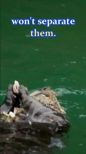 Mind-Blowing Sea Otter Facts