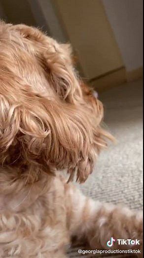 Exploring the Meaning of 'Do Your Ears Hang Low' with Barney