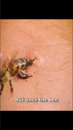 Why Bees Die After They Sting You 😱