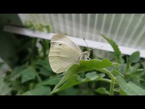 Großer Kohlweißling (Pieris brassicae) #Schmetterling #Raupe #Weißlunge #Tagfalter #metamorphose