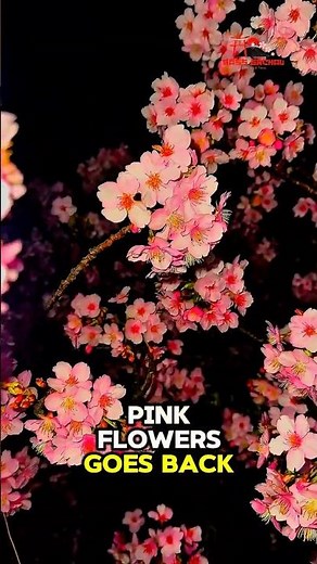 Japan Sakura 2026 at Night 🌙🌸 | The Most Beautiful View You’ll See