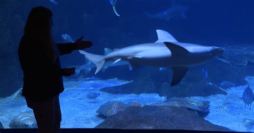 Future ownership of Virginia Aquarium hangs in the balance as city deliberates funding