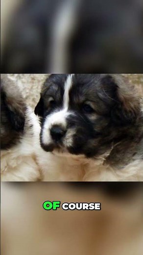 Pyrenean Mastiff: The Giant Protector with a Gentle Heart!