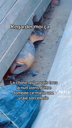 Découverte des hiboux et chouettes en plein jour