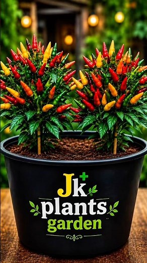 How to Grow Chili Seeds Fast at Home 🌱 Amazing Germination Tips #gardening #chiliseeds #plants
